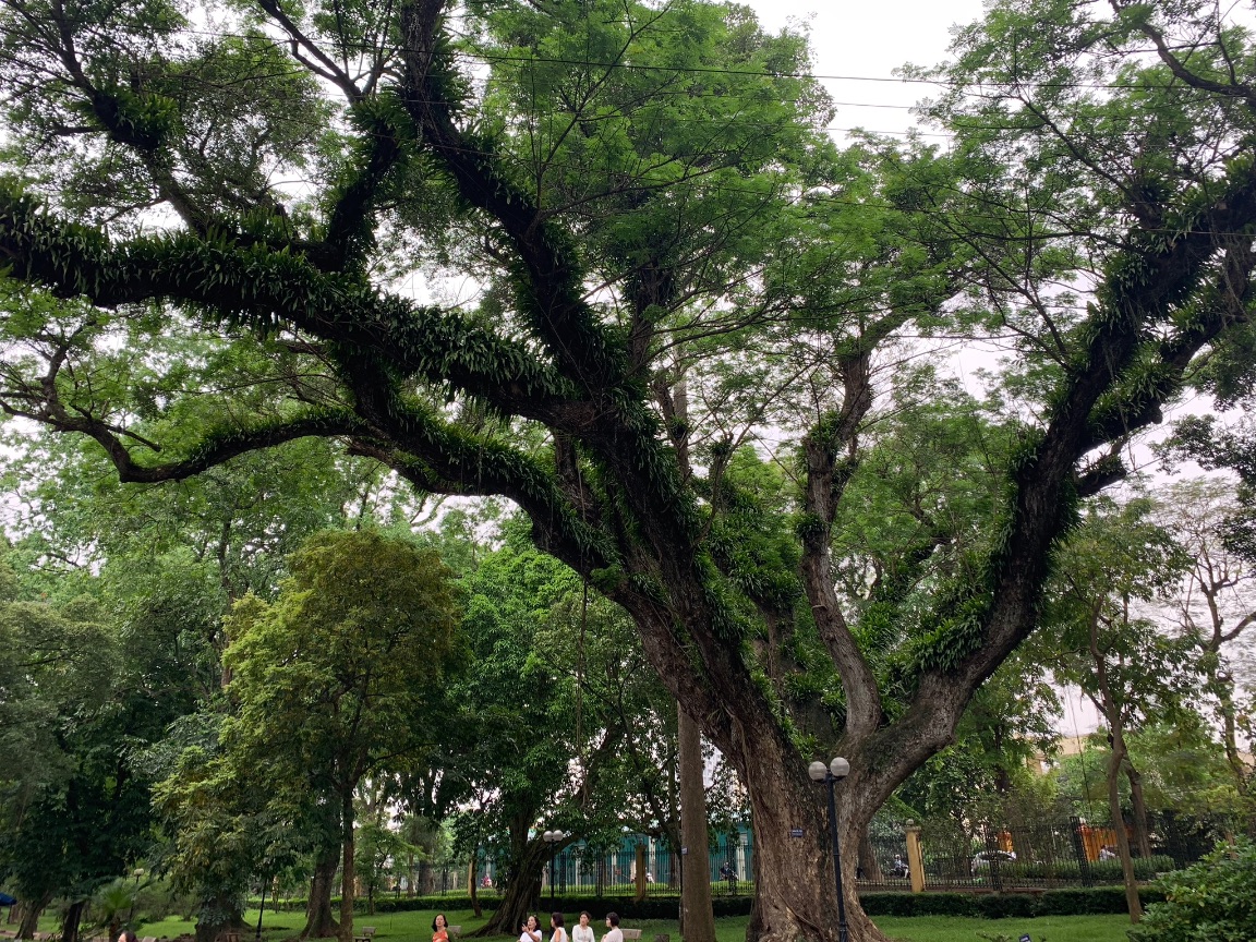 epiphitic tree