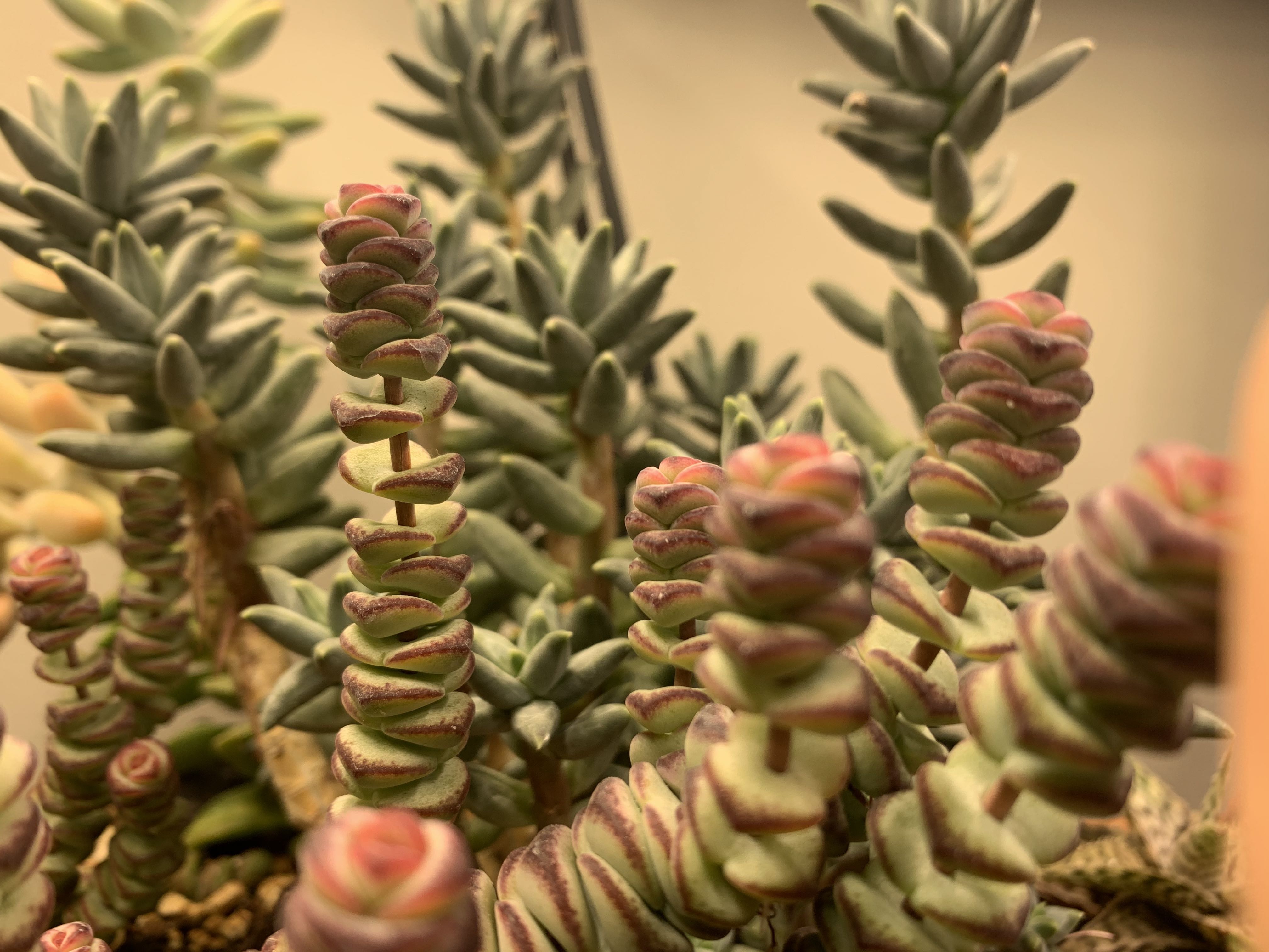 Succulent displaying etiolated growth