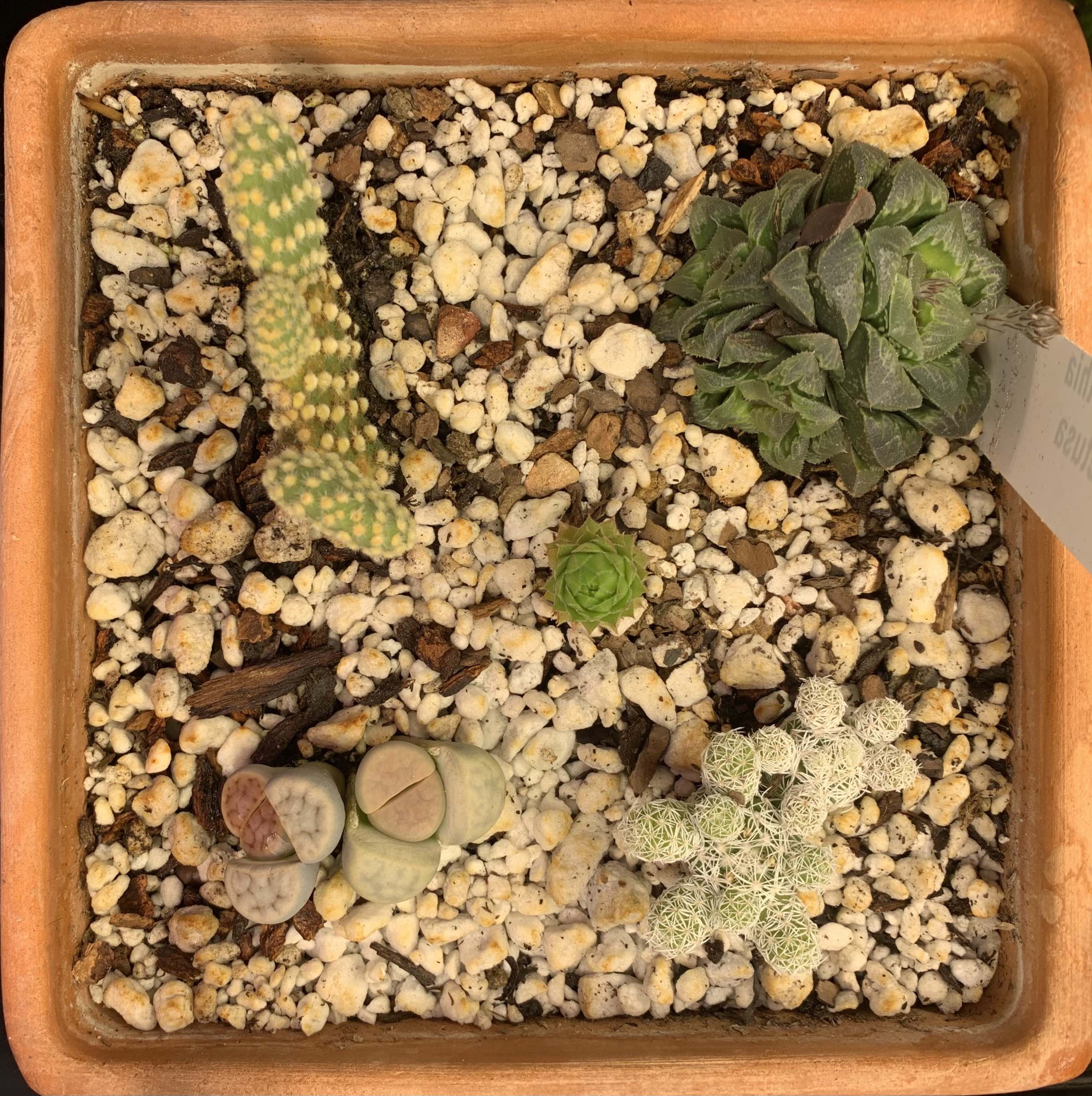 A perlite mixed pot of with different succulents